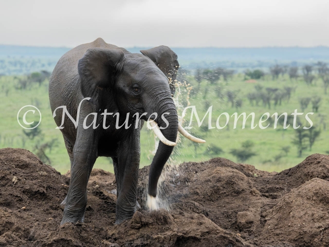 African Bush Elephant - Shower Time