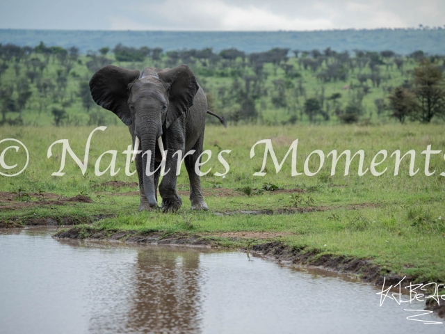 African Bush Elephant - Its my Waterhole