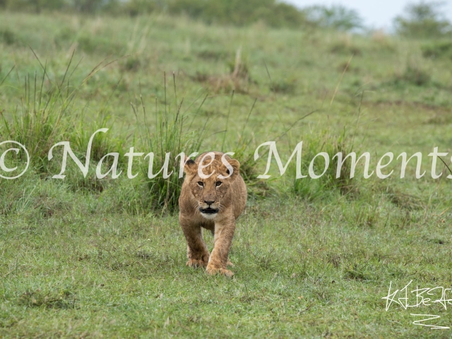 African Lion - Stalking