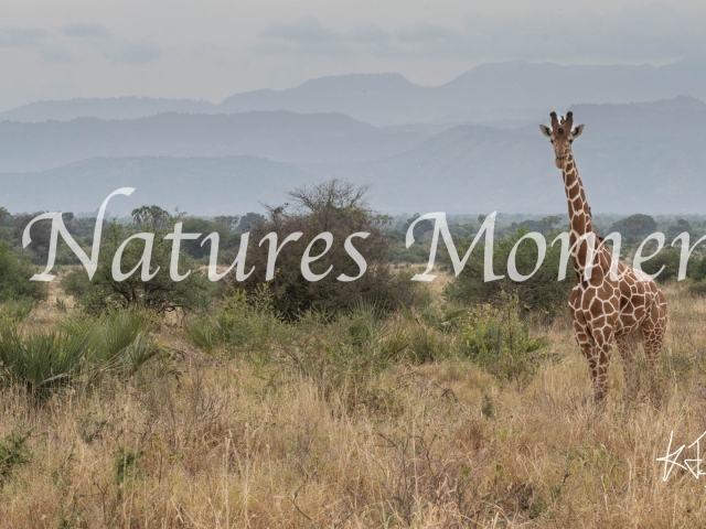 Reticulated Giraffe, Meru National Park