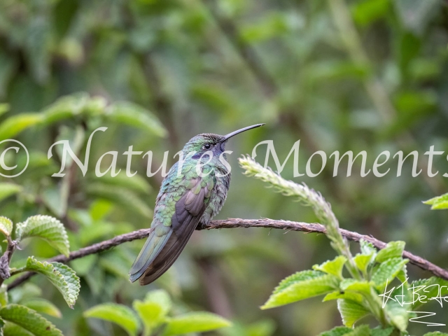 Sparking Violetear Hummingbird, Manu