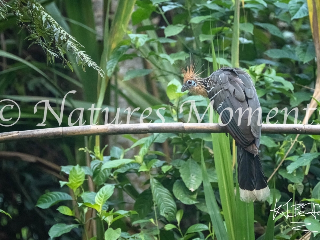Hoatzin - Looking for His Mate