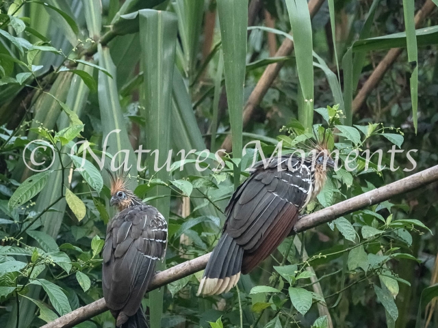 Hoatzin - Are we Being Watched