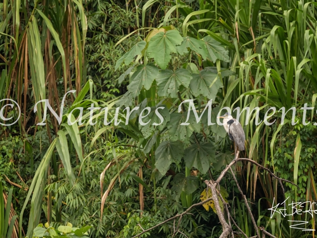 Cocoi Heron, Manu National Park