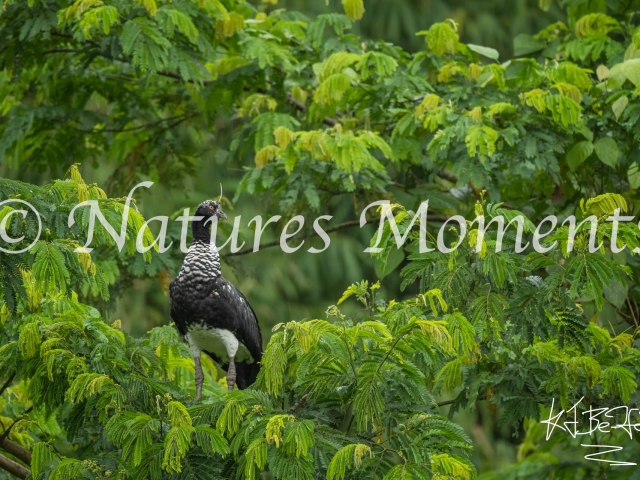 Horned Screamer, Manu National Park