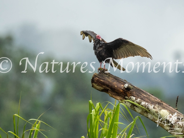 Turkey Vulture, Manu National Park