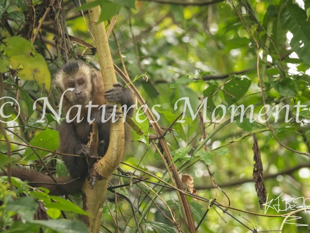 Capuchin Monkey, Manu National Park, Peru