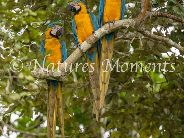 Blue and Yellow Macaw, Amazon