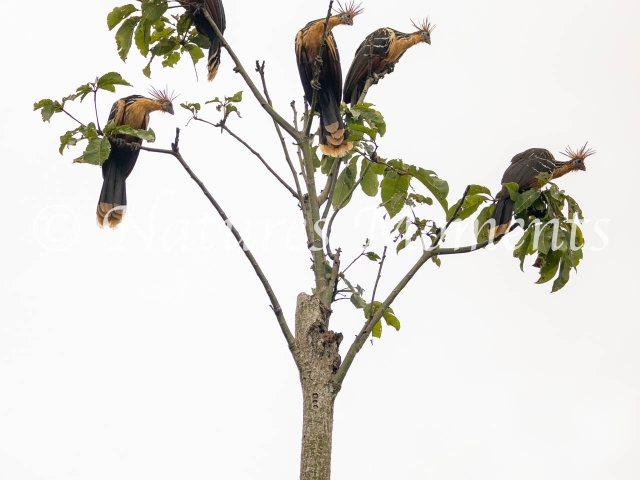 The Hoatzin Tree, Amazon