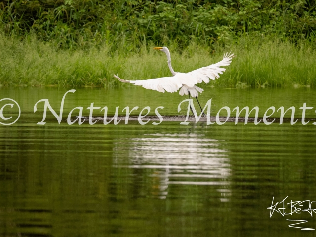Great Egret, Amazon