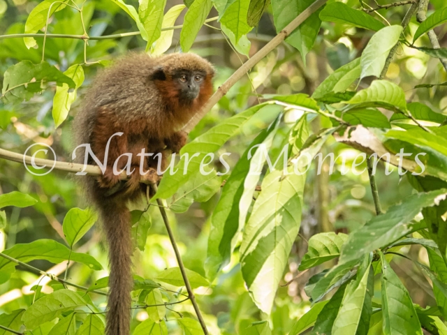 Dusky Titi Monkey, Tambopata