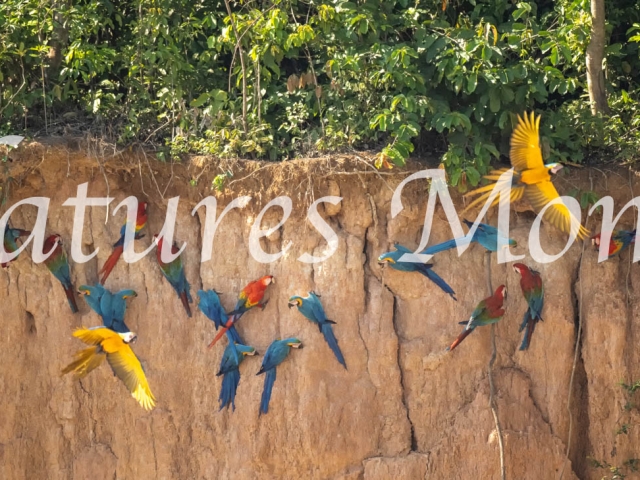 Macaw Claylick, Tambopata