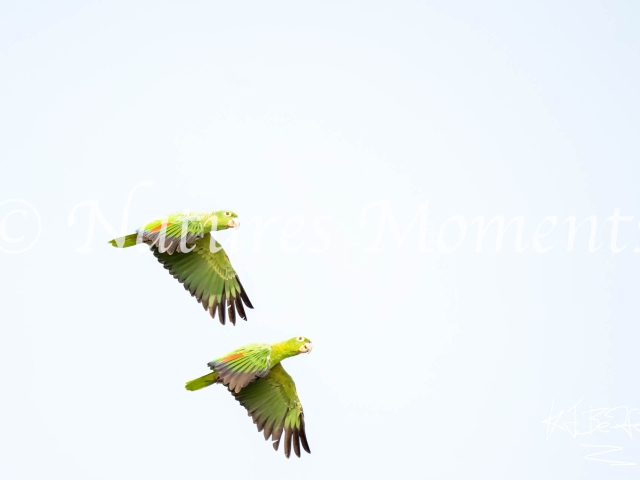 Blue-headed Parrot - In Flight