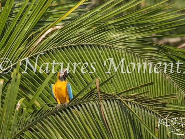 Blue and Yellow Macaw, Tambopata