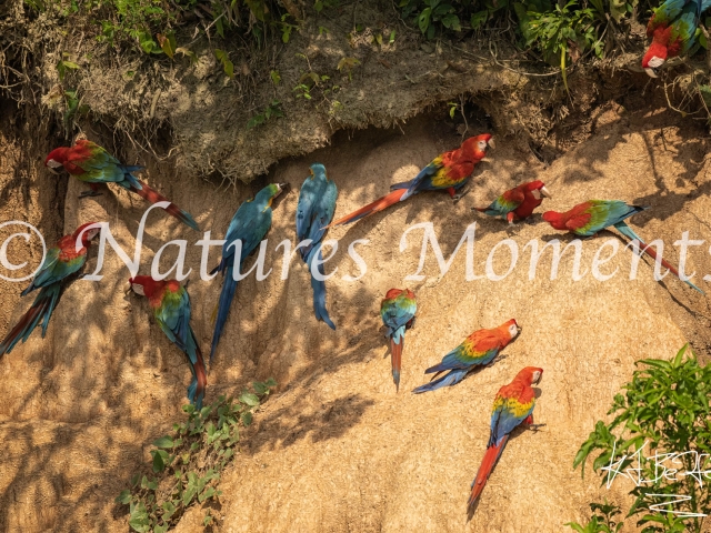 Macaw Mineral Feast