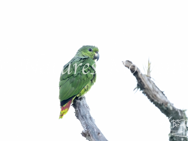 Scaly-naped Parrot, El Dorado Reserve