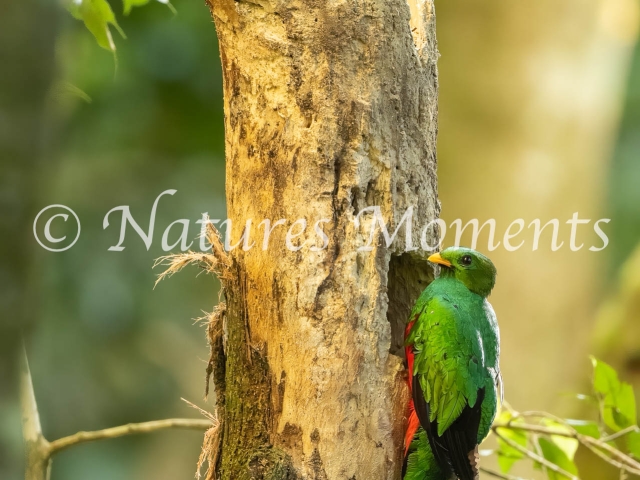 White-tipped Quetzal, Building the Nest