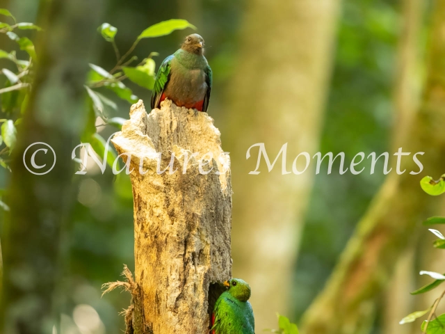 White-tipped Quetzal, Female Watching the Male