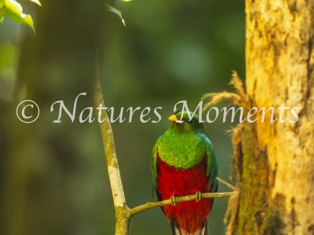 White-tipped Quetzal, Male