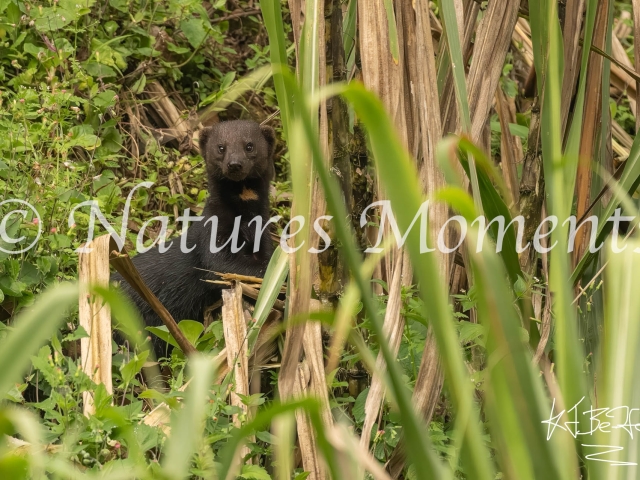 Tayra, On The Lookout