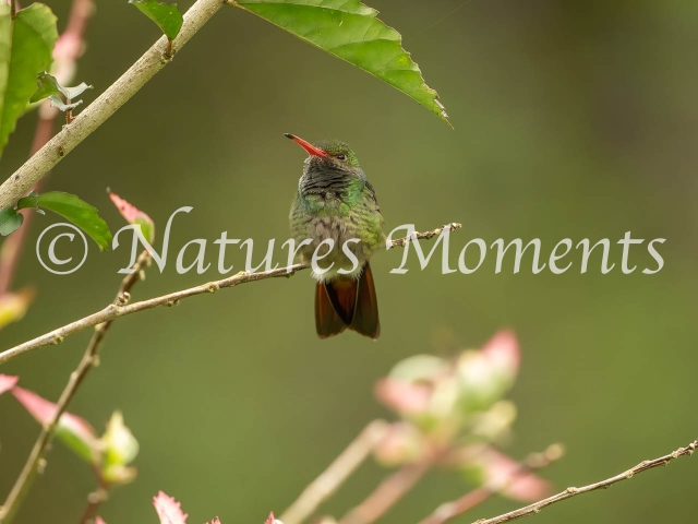 Rufous-tailed Hummingbird, Tatama NP