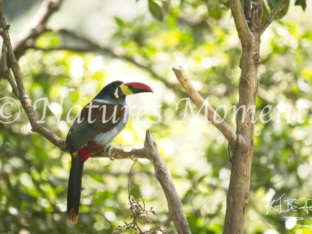 Grey-breasted Mountain Toucan, Perch on Branch