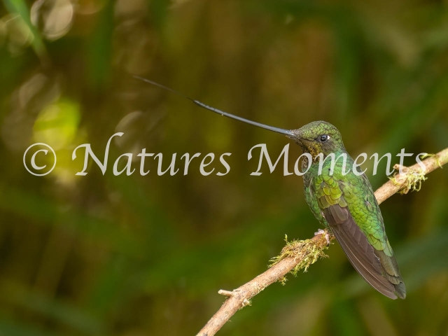 Sword-billed Hummingbird, Hacienda el Bosque