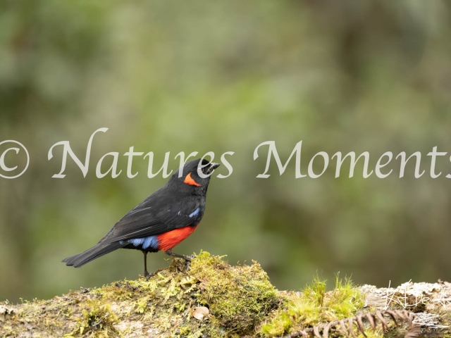Scarlet-bellied Mountain Tanager, Termales del Ruiz