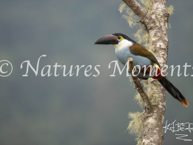 Black-billed Mountain Toucan, Tree Perch