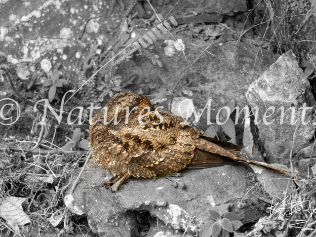 Lyre-tailed Nightjar, Dona Dora