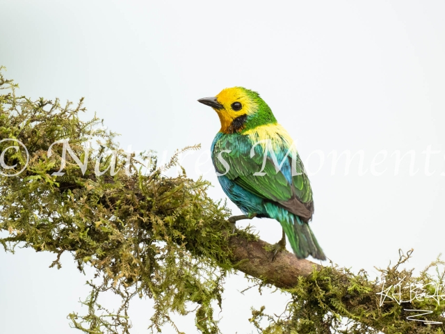 Multicolored Tanager, San Felipe Birding
