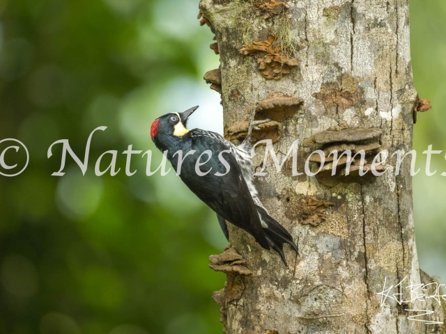 Acorn Woodpecker, San Felipe Birding