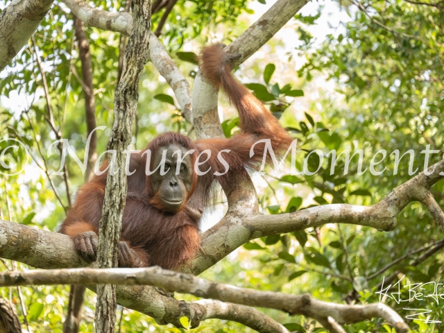 Wild Male Orangutan, Tanjung Harapan