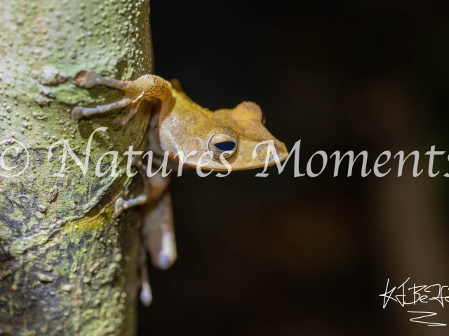 Collett's Tree Frog, Tanjung Puting NP