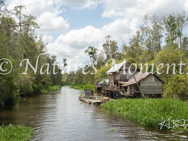 Houses on the River, Tanjung Puting NP