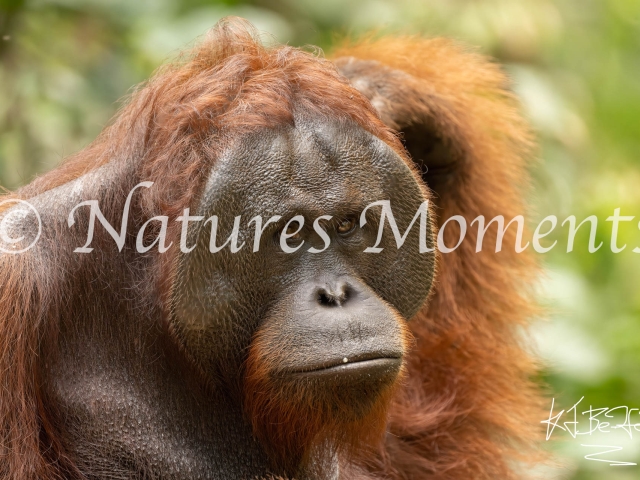 Male Orangutan, Happy Face