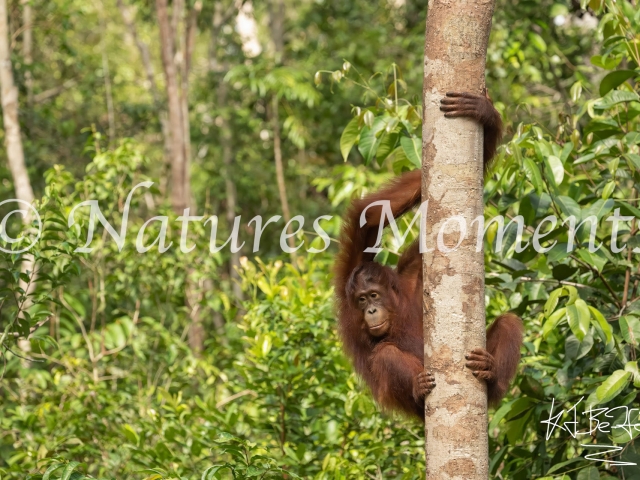 Orangutan - Up the Tree, Camp Leakey