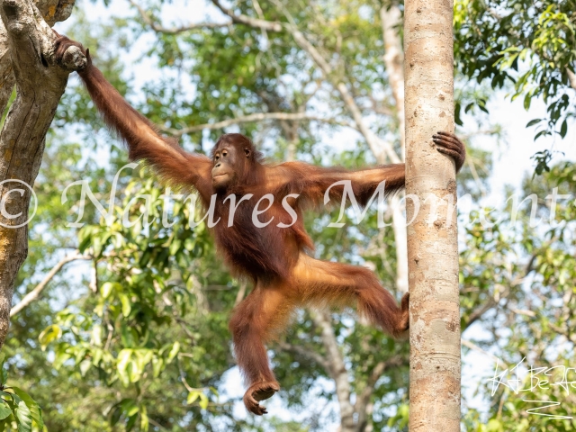 Orangutan - Tree Hopping, Camp Leakey