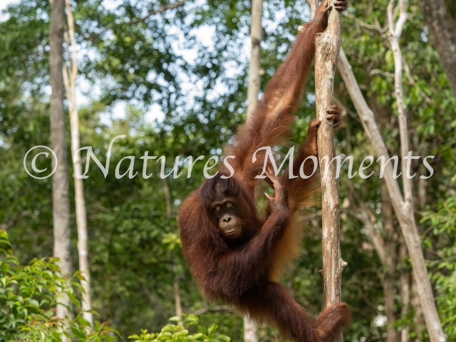 Orangutan - Swing Low, Camp Leakey