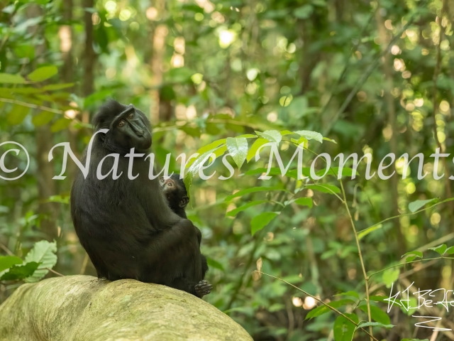 Crested Black Macaque - Baby Love