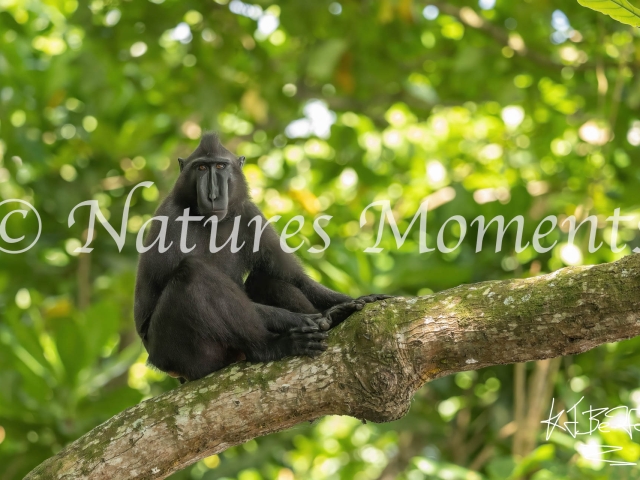 Crested Black Macaque - Lookout