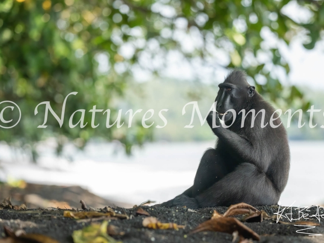 Crested Black Macaque - Smiler