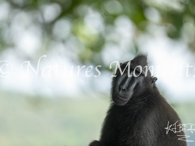 Crested Black Macaque - Portrait