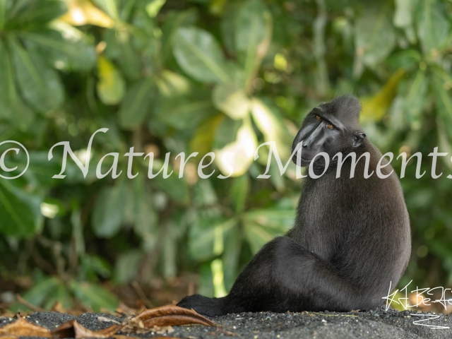 Crested Black Macaque - Resting in the Heat