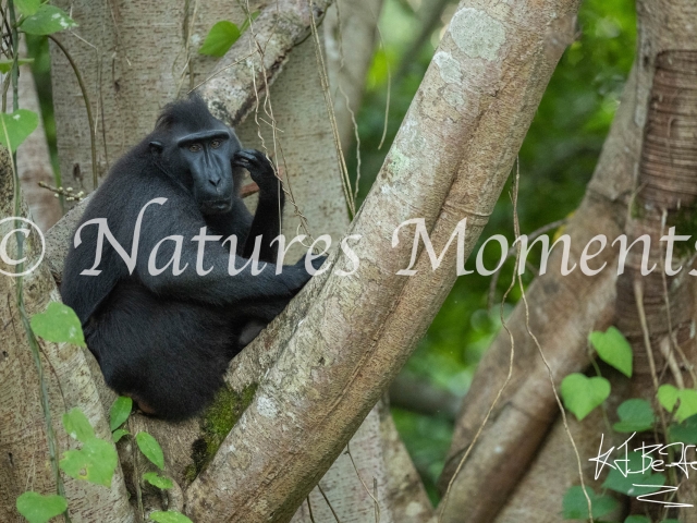 Crested Black Macaque - Comfy Tree