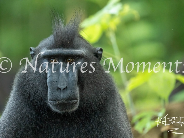 Crested Black Macaque - Clueless