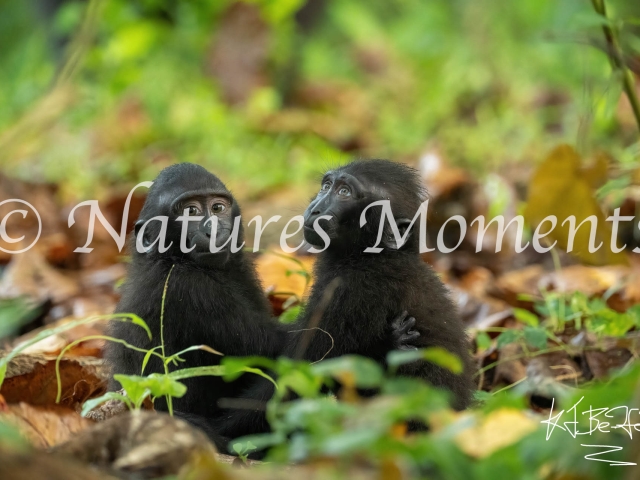 Crested Black Macaque - Baby Playtime