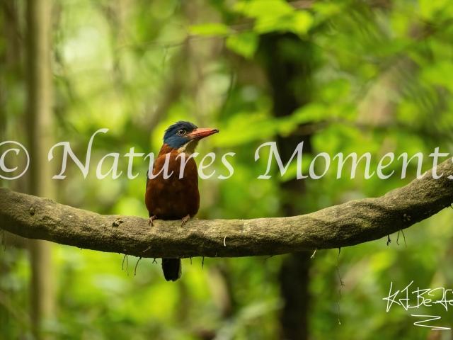 Green-backed Kingfisher, Tangkoko Duasudara Nature Reserve