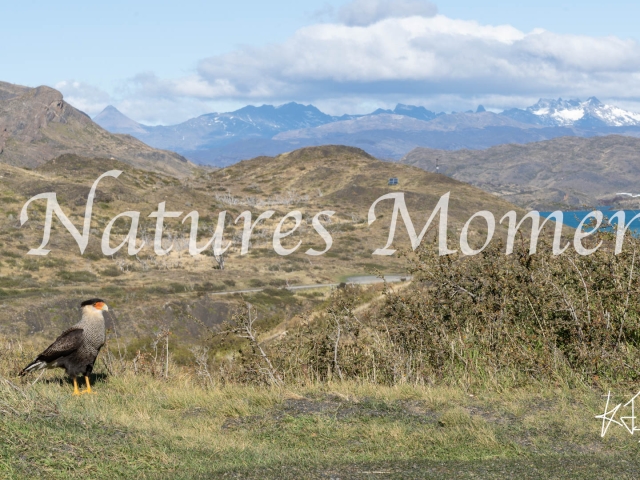 Southern Caracara, Torres Del Paine