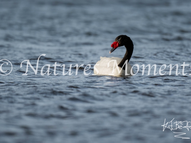 Black-necked Swan, Torres Del Paine